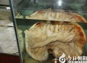 【今日朝陽(yáng)網(wǎng)】朝陽(yáng)鳳凰山“五一”活動(dòng)很誘人