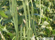 【今日朝陽網(wǎng)】導(dǎo)致豆角嚴重打彎的七種原因及對策（王淑華）