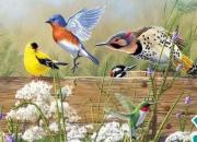 百鳥繽紛圖，美呆了！