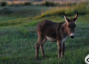 【民間傳說(shuō)】老兩口和小毛驢（王玉華）