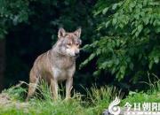 【民間傳說(shuō)】老兩口和狼（王玉華）