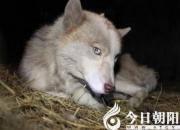 【民間傳說(shuō)】白眼狼（王玉華）