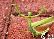 【今日朝陽網(wǎng)】螳螂（二）（姚玉民）