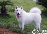 【民間傳說(shuō)】白狗（王玉華）