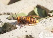 【民間傳說(shuō)】大馬蜂子（王玉華）