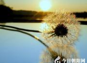 【今日朝陽網(wǎng)】面對(duì)楊琳話生死（姚玉民）