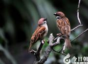 【民間傳說】?jī)芍患胰竷海ㄍ跤袢A）