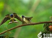 【民間傳說】燕子報(bào)恩（王玉華）