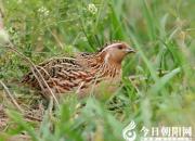 【民間傳說】喜鵲、老鷹、鵪鶉（王玉華）