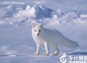 【今日朝陽(yáng)網(wǎng)】雪之歌（何家歡）