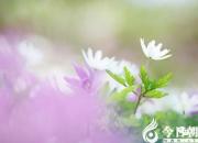 令母親驕傲的朝陽(yáng)小才女何家歡