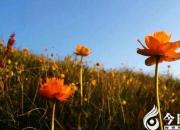 【民間傳說】刨風(fēng)根（王玉華）