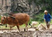 【民間傳說】傻人傻命，嫂子狠心（王玉華）