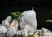 【今日朝陽(yáng)網(wǎng)】光風(fēng)萬(wàn)里（鵝卵石）（遼西怪柳）