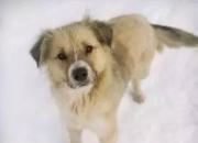 【今日朝陽(yáng)網(wǎng)】體會(huì)當(dāng)寓公的生活（美國(guó)紀(jì)行之四十一）（ 鄒本殿）