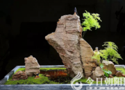 【今日朝陽(yáng)網(wǎng)】危峰塔影（遼西怪柳）