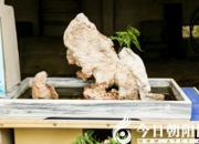 【今日朝陽(yáng)網(wǎng)】母子（遼西怪柳）