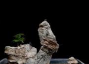 【今日朝陽(yáng)網(wǎng)】回頭峰（遼西怪柳）