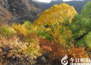 【今日朝陽(yáng)網(wǎng)】清溪奏古韻，花迷游客眼的劈山溝（孫超）