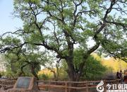 【今日朝陽(yáng)網(wǎng)】夜來(lái)城外三尺雪 梨樹溝賞梨樹王（孫超）