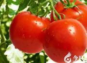 【今日朝陽網(wǎng)】仙人掌、辣椒和西紅柿（李晨碩）