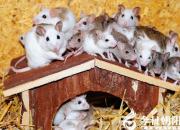 【民間傳說】于先生巧破耗子陣，救了愚昧人（王玉華）