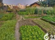 【今日朝陽網(wǎng)】我的老屋——老屋的日子（趙淑清）