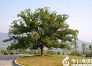 【今日朝陽網(wǎng)】《物象的倫理》系列之一（趙淑清）