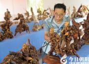 【今日朝陽(yáng)網(wǎng)】讓根雕藝術(shù)發(fā)揚(yáng)光大——王志敏