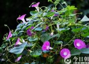 【今日朝陽網(wǎng)】牽牛花和西瓜（張賀巖）