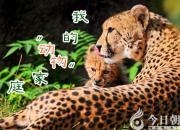 【今日朝陽網(wǎng)】我的“動物”家庭（李晨碩）