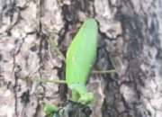 【今日朝陽網(wǎng)】真實(shí)版的螳螂捕蟬，你見過嗎？（胡興元）