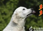 【今日朝陽網】多多（董雨含）