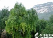 【今日朝陽(yáng)網(wǎng)】門(mén)前柳（孫宏文）