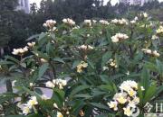 【今日朝陽(yáng)網(wǎng)】我愛(ài)養(yǎng)花（孫宏文）