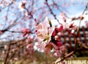 【今日朝陽(yáng)網(wǎng) 攝影作品欣賞】朝陽(yáng)工校春來(lái)早（趙盼）