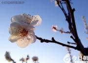 【今日朝陽網(wǎng)】水滸情仇錄（三十二）（辛生幟匯）