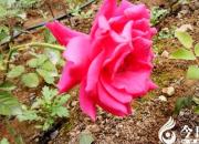 【今日朝陽網】媽媽 我懂得您的心意（王欣穎）