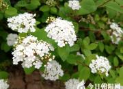 【今日朝陽網】春天在哪里（李思璇）