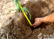 他們運用這項技術讓土地更“年輕”（瑞雪）