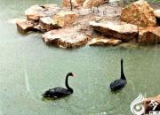 【今日朝陽網(wǎng)】水滸情仇錄（四十二）（辛生幟匯）