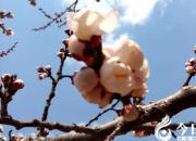 【今日朝陽網(wǎng)】水滸情仇錄（四十一）（辛生幟匯）