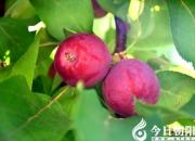 大家猜猜看，這么誘人的果實到底是什么？（趙盼）