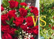 當玫瑰遇到棗樹，發(fā)生了什么？（侯力丹）