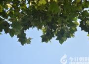 【今日朝陽網(wǎng)】水滸情仇錄（五十九）（辛生幟匯）