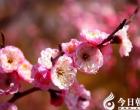 【今日朝陽網(wǎng)】喜事：杏府遼梅進校園 &ldquo;逆向反哺&rdquo;迎春天（...