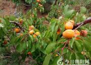 【今日朝陽網(wǎng)】舌尖上的杏府（丁文剛）