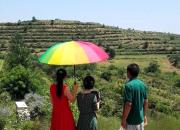 【今日朝陽網(wǎng)】親愛的吃貨們：北票杏府山莊進入新一輪采摘季?。ㄚw威）