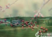 【今日朝陽網(wǎng)】北國風光之杏府遼梅（郭丫頭）