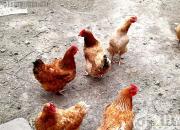 沒(méi)有對(duì)比，怎能明白……（梅曦文）